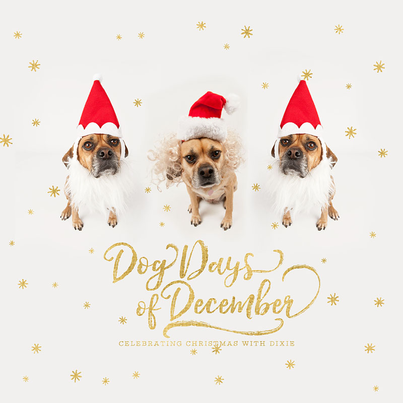 Dog Days of December Santa Dog Book
