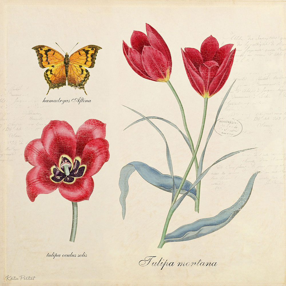 Katie Pertiet Classic Botanical Tulip