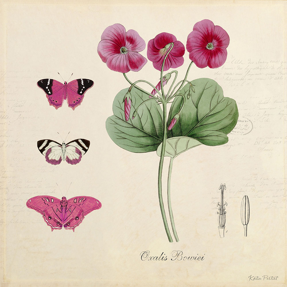 Katie Pertiet Classic Vintage Botanicals