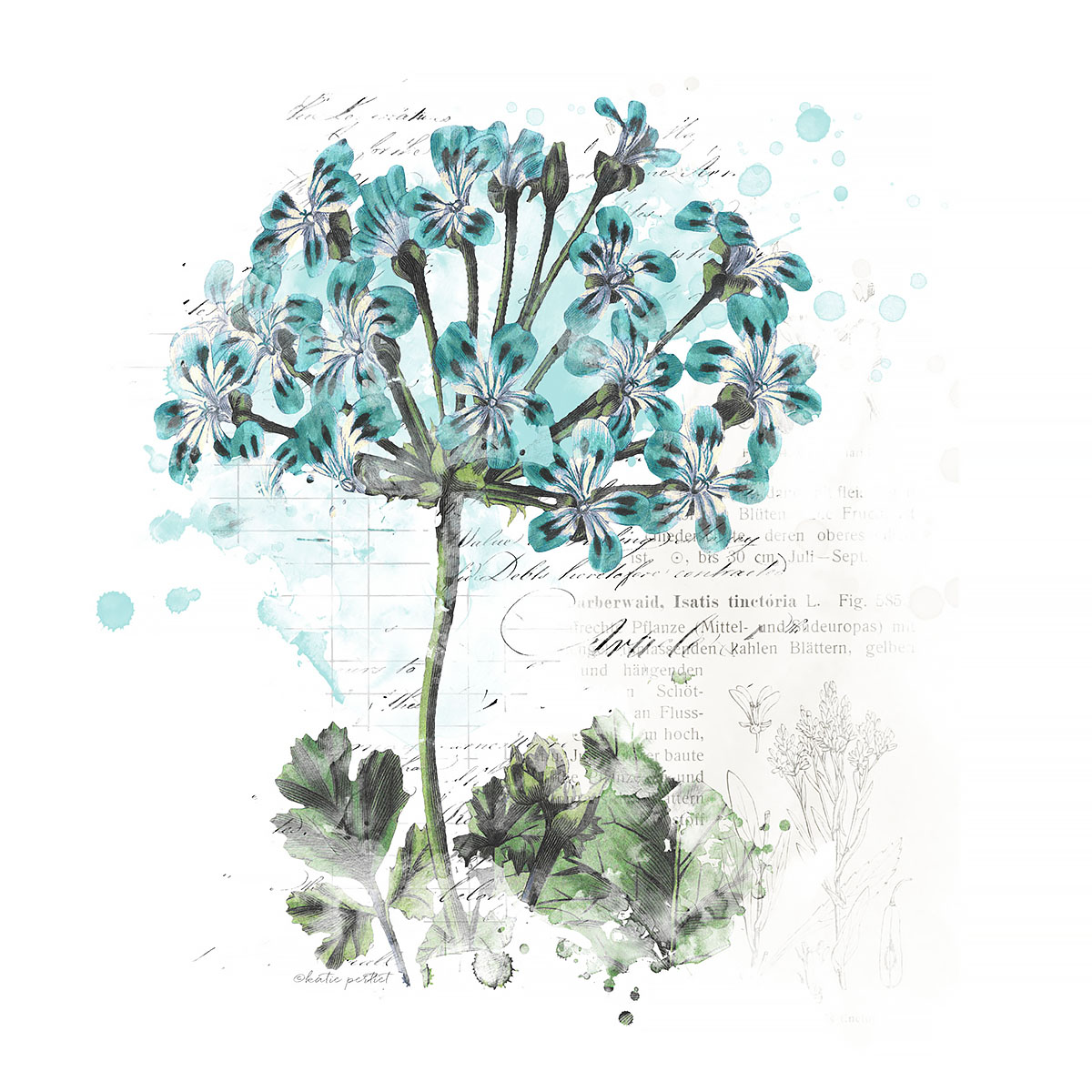 Katie Pertiet Botanical Art