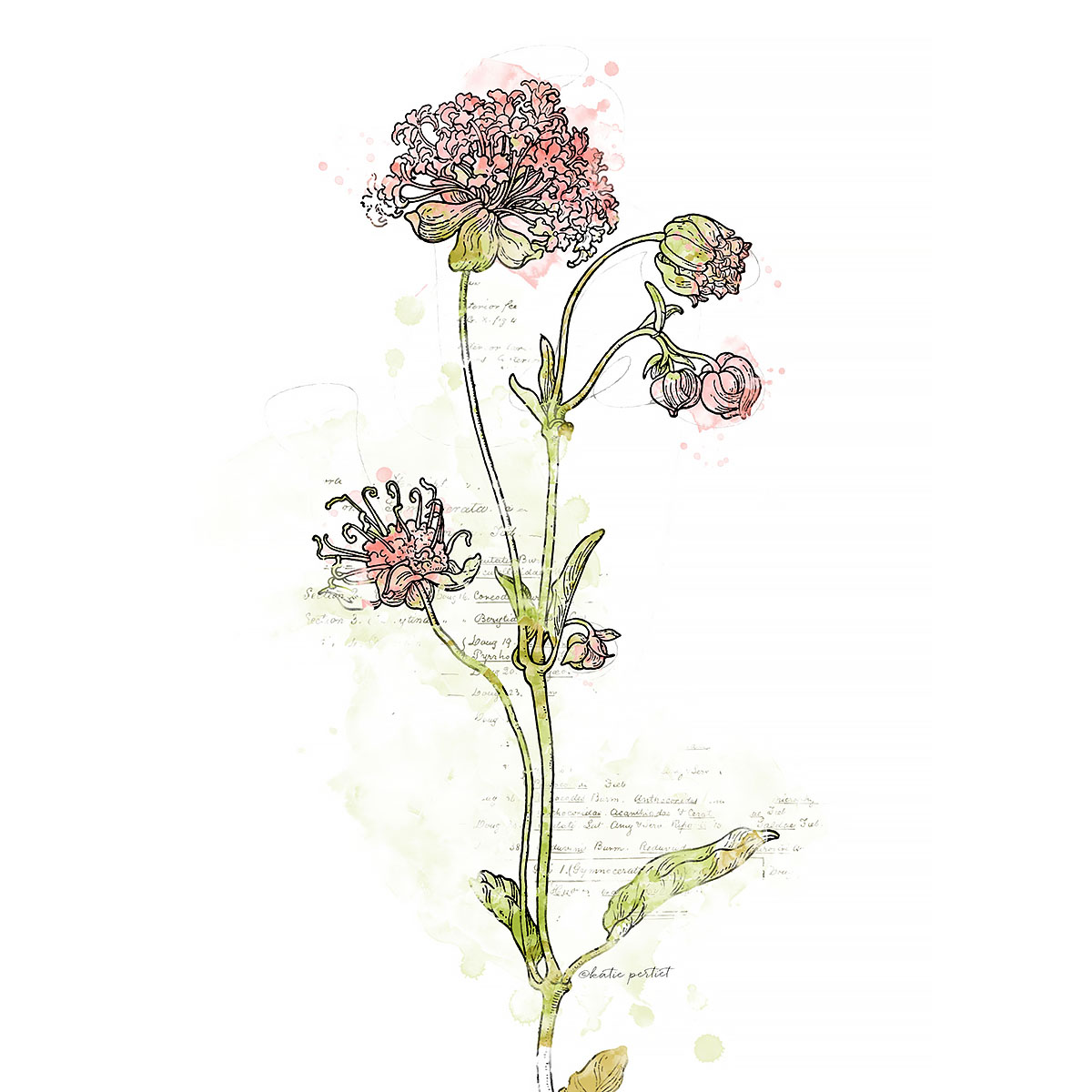 Katie Pertiet Watercolor Botanicals