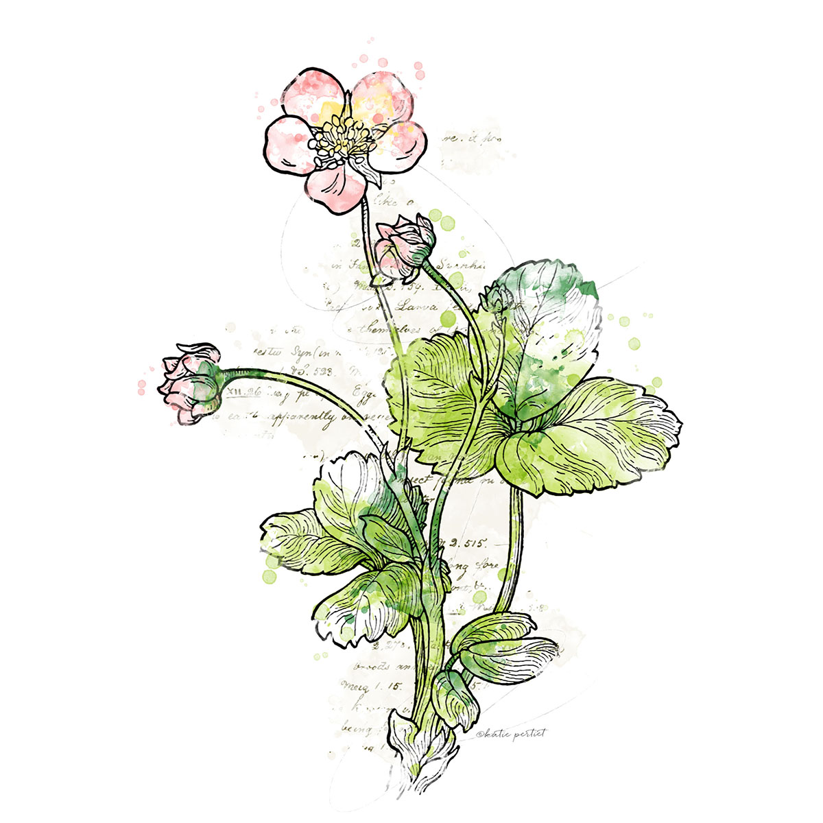 Katie Pertiet watercolor botanicals